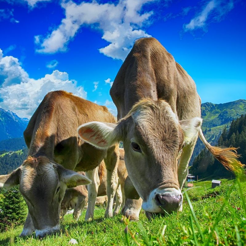 Dairy